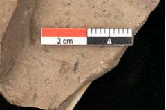 Foto (Detailsansicht) von Castanea atavia Unger (NHMW-GEO-2024-0188-0978)